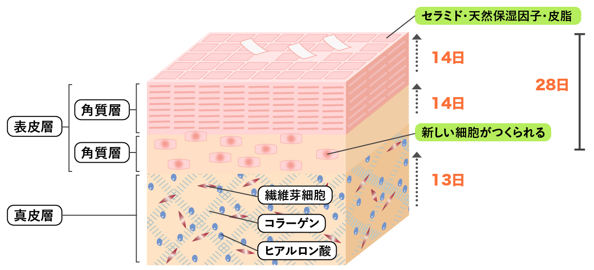 お肌のしくみ画像